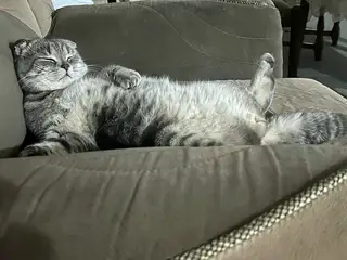 Найдена кошка в Пинске — фото объявления