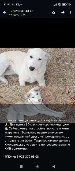 Найдена собака в Пинске — Крик души!!! Пропали собачки, в районе Стадиона г.Кисловодск. Возраст 1 год, две собачки окрас белый…
