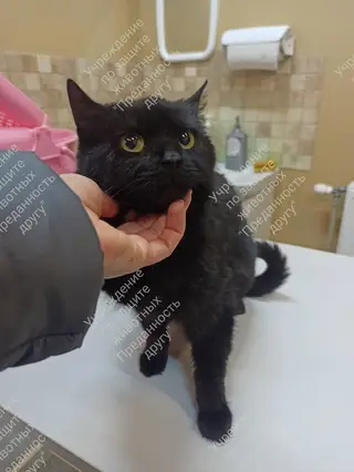 Найдена кошка в Пинске — Наша Фрося заболела 😔