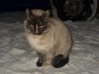 Пропала кошка в Пинске — Вот такая кошечка шла за мной с улицы Октябрьская. У нее интересный коричнево-бежевый окрас и голубые…
