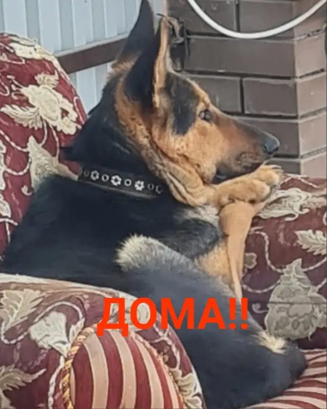 Пропала собака в Пинске — ДОМА!!❤❤❤