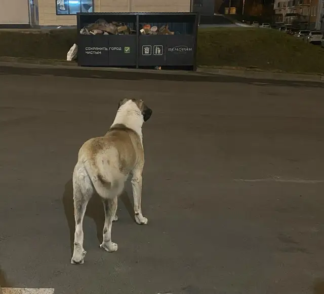 Пропала собака в Пинске — Доброй ночи!