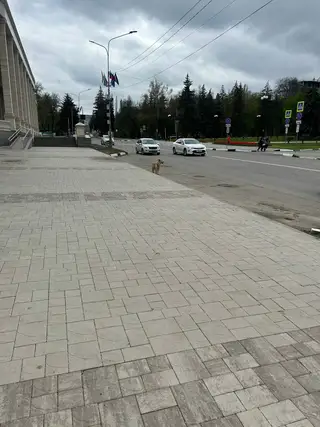 Найдена собака в Пинске — Добрый день! Я в Кисловодске на неделю, рядом с домом, где я поселилась, бегает пес, очевидно…