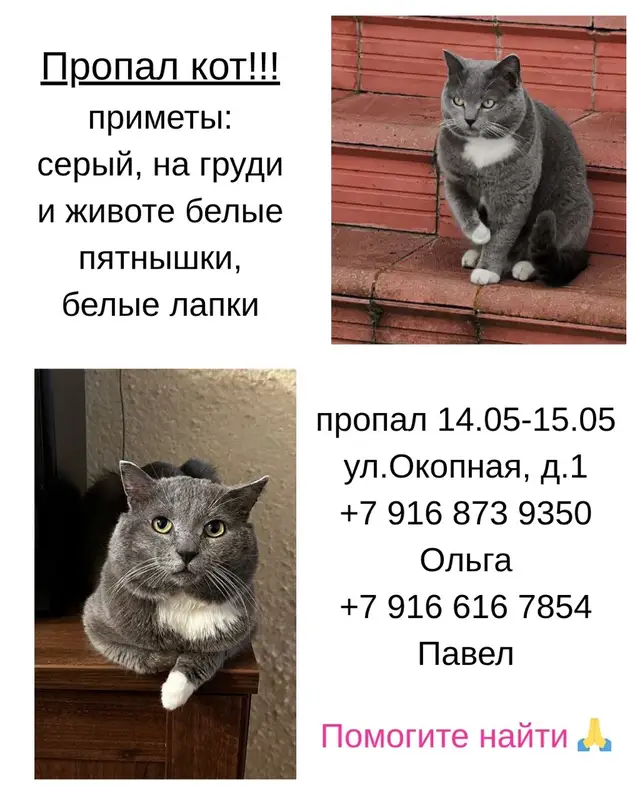 Пропала кошка в Пинске — фото объявления