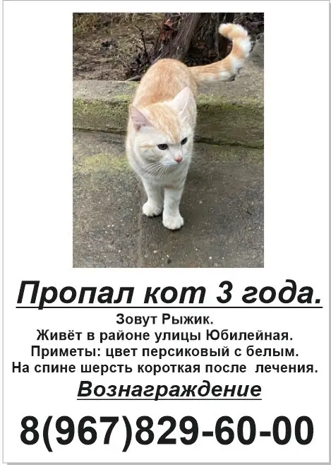 Пропала кошка в Пинске — Добрый день. Пропал кот. Возраст 3 года.