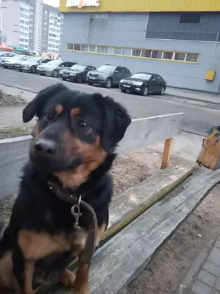 Найдена собака в Новополоцке — фото объявления