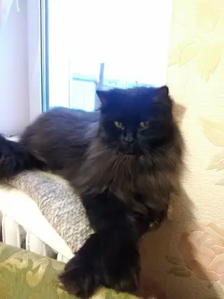 Пропала кошка в Новополоцке — марта потерялся кот Семён. Кастрирован, болен мочекаменной болезнью. Очень очень прошу, кто…