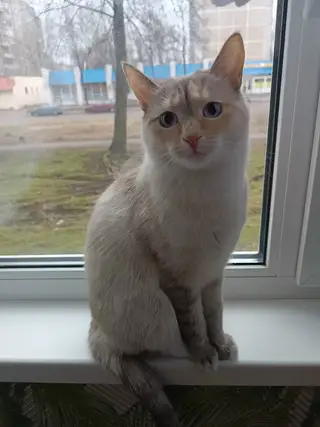 Пропала кошка в Новополоцке — фото объявления