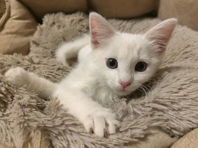 Пропала кошка в Дзержинске — Статус: домашний!