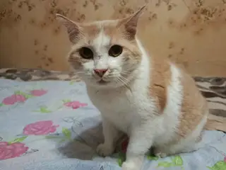 Пропала кошка в Дзержинске — Друзья, подписчики «ПЛАНЕТЫ ДОБРА»!
