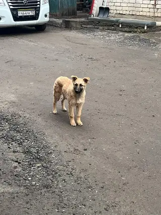 Пропала собака в Дзержинске — К станции скорой помощи, туда, где днем и ночью спасают людей, пришел тот, кто сам нуждается в…