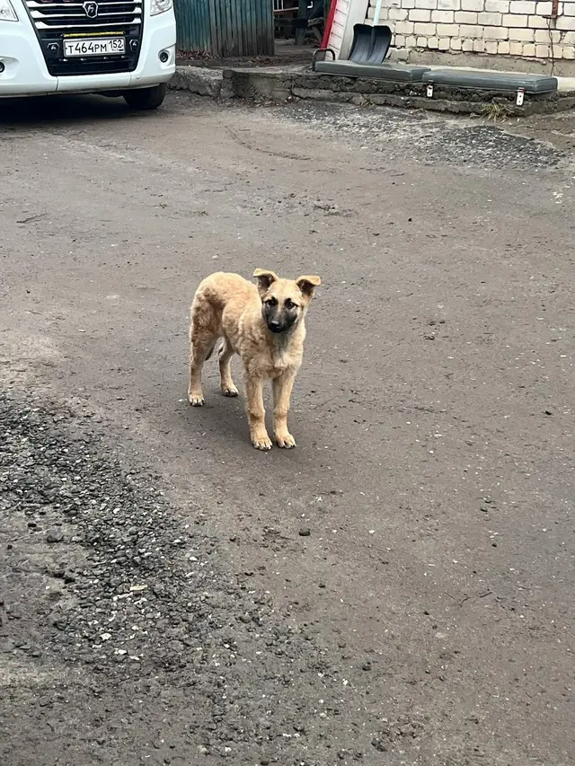 Пропала собака в Дзержинске — К станции скорой помощи, туда, где днем и ночью спасают людей, пришел тот, кто сам нуждается в…