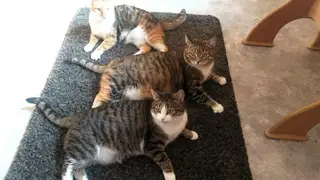 Найдена кошка в Дзержинске — Доброе утро, ПЛАНЕТА! 🐾☀
