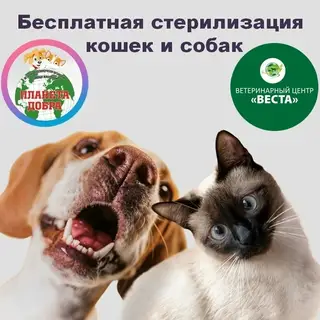 Найдена собака в Дзержинске — ВНИМАНИЕ: БЕСПЛАТНАЯ СТЕРИЛИЗАЦИЯ ДВУХ КРУПНЫХ СОБАК В АПРЕЛЕ🐕🐕! 🚨