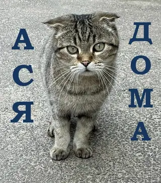 Найдена кошка в Дзержинске — СЧАСТЛИВЫЕ НОВОСТИ! 🎉🏠