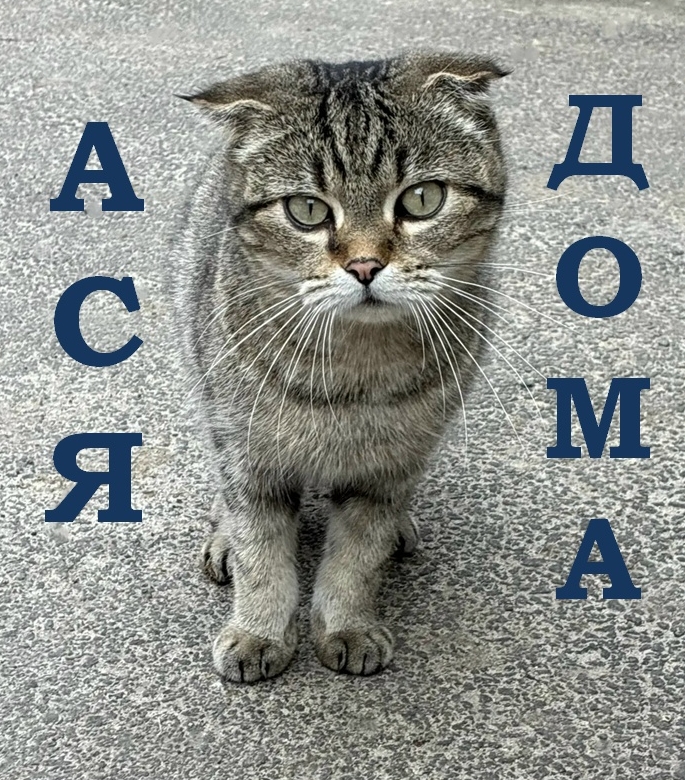 Найдена кошка в Дзержинске — СЧАСТЛИВЫЕ НОВОСТИ! 🎉🏠