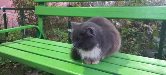 Найдена кошка в Дзержинске — Ищет дом замечательная кошечка!