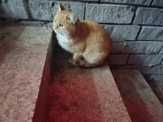 Найдена кошка в Дзержинске — Котик ищет хозяина!