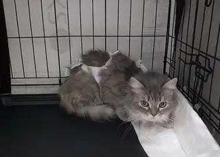 Найдена кошка в Дзержинске — Плюшевая кошка, которую срочно надо погладить🐱