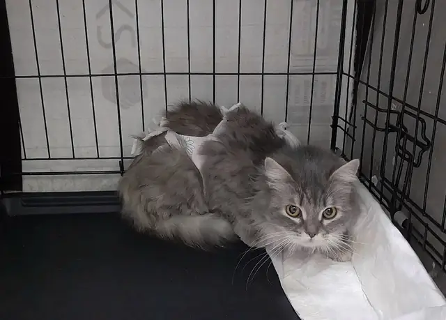 Найдена кошка в Дзержинске — Плюшевая кошка, которую срочно надо погладить🐱