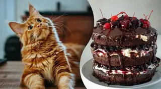 Найдена кошка в Дзержинске — А вы знали, что кошки не чувствуют вкус сладкого?