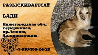 Найдена собака в Дзержинске — Бади нашелся.