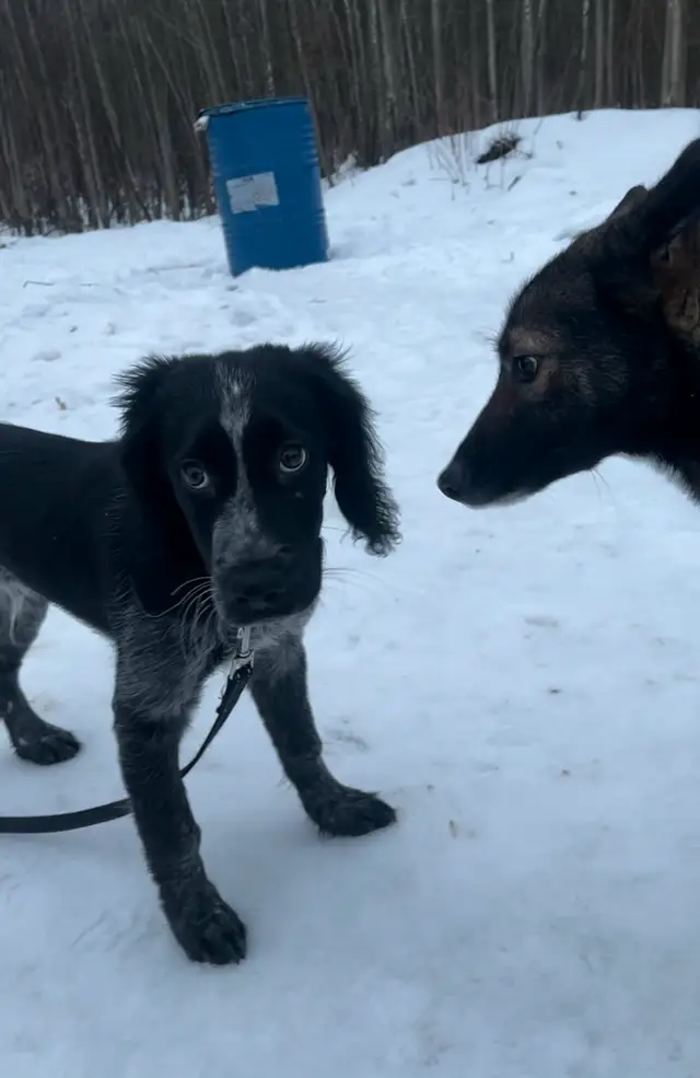 Найдена собака в Горках — Доброе утро ❤️‍🩹
