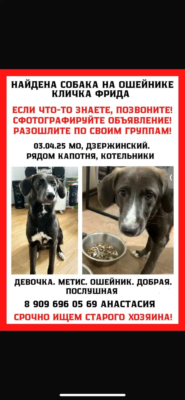 Найдена собака в Дзержинске — фото объявления