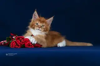 Найдена кошка в Слуцке — Котенок без мамы или искусственное вскармливание котят