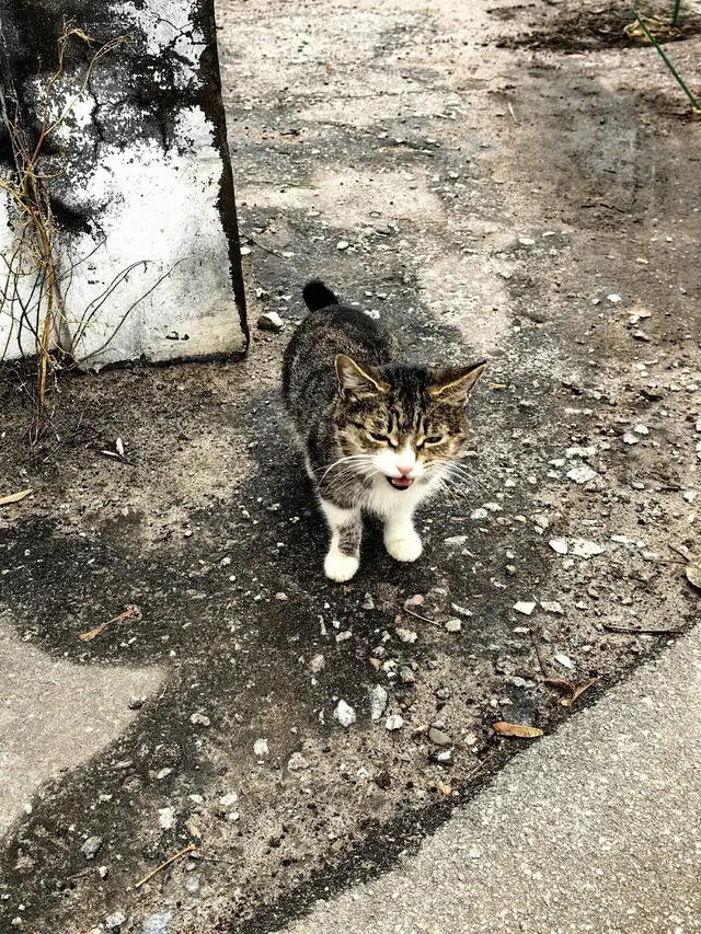 Найдена кошка в Дзержинске — На Гагарина 4 бегает молодой котик или кошечка, пугливый, к людям не подходит