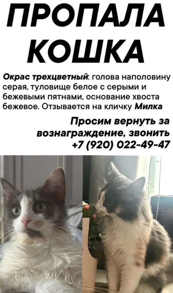 Найдена кошка в Дзержинске — фото объявления
