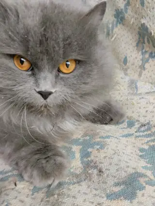 Найдена кошка в Дзержинске — Кошка (кот) прибилась к подъезду (г. Дзержинск, ул. Сухаренко, д.20). Молодая, чувствуется…
