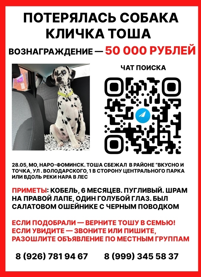 Найденная собака в Марьиной Горке: Помогите вернуть Тошу 🙏 Найдена собака в Марьиной Горке — Помогите вернуть Тошу 🙏