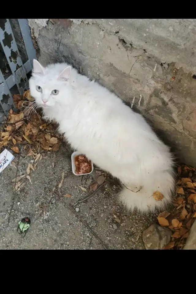 Найдена кошка в Берёзе — фото объявления