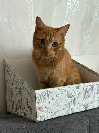 Найдена кошка в Берёзе — Здравствуйте! Потерялся кот ❗️❗️❗️