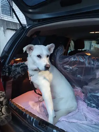 Найдена собака в Дзержинске — Присмотритесь к этой красотке!!!🙏