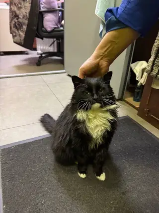 Найдена кошка в Берёзе — фото объявления