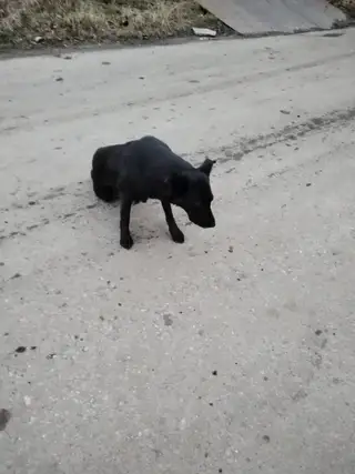 Пропала собака в Берёзе — Видное