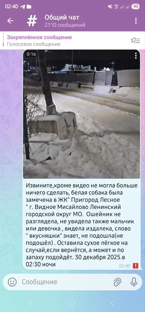 Найдена собака в Берёзе — Замечена собака