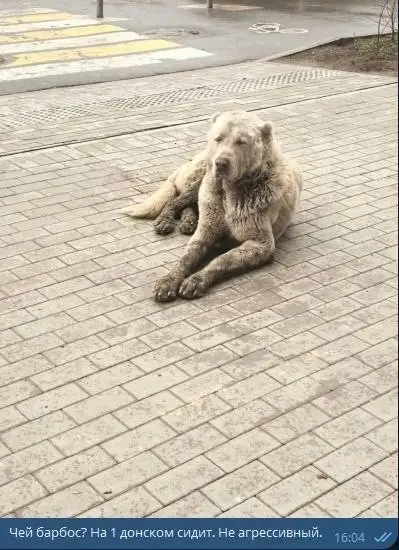 Найдена собака в Берёзе — Замечена собака