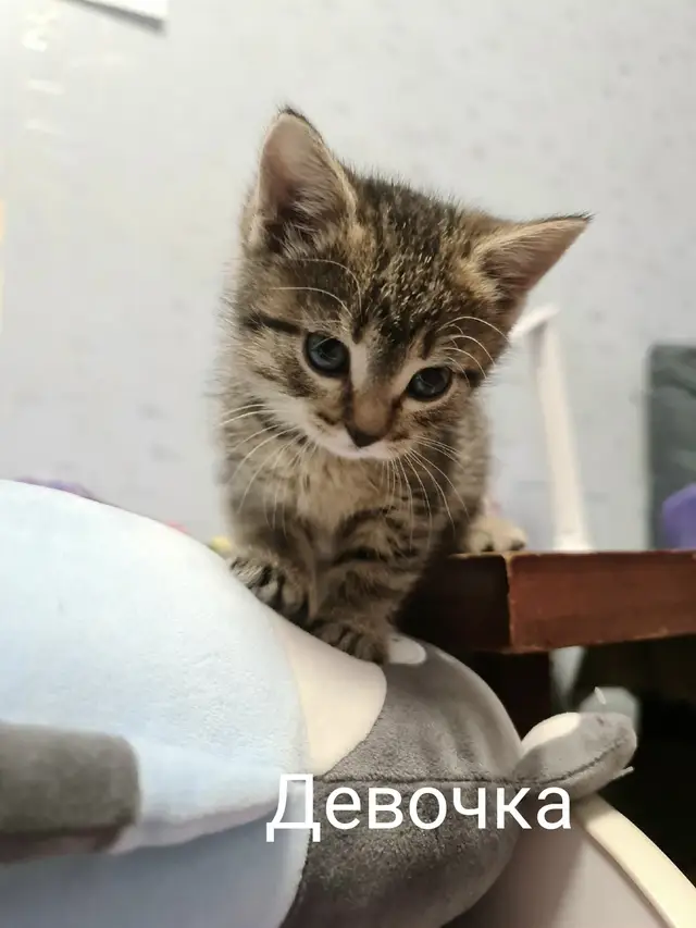 Пропала кошка в Горках — Друзья, срочно требуется пристроить в добрые руки двоих малышей. Малявочкам грозит смерть.