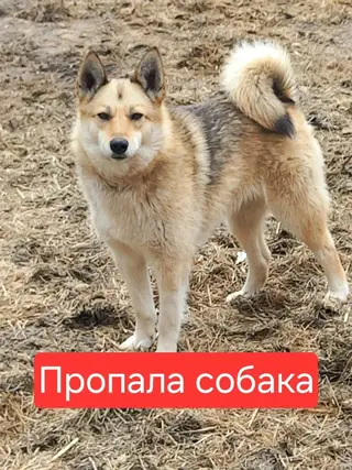 Пропала собака в Горках — Мэри потерялась