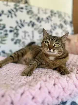 Найдена кошка в Горках — Ищет дом прелестная кошечка - Надюша.😻 Жила Надюша на территории организации, ловила мышей, сотрудники…