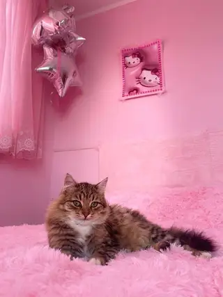 Найдена кошка в Горках — Может видел кто то кота ? По улице Мичуринская живет , может уйти в сторону СТЦ , ул.Ромашковая , а…