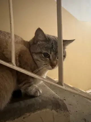 Найдена кошка в Горках — Всем привет!