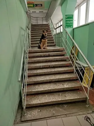 Найдена собака в Горках — Здравствуйте,с наступившими праздниками вас!Опубликуйте повтроно,пожалуйста,уже около недели на юге…