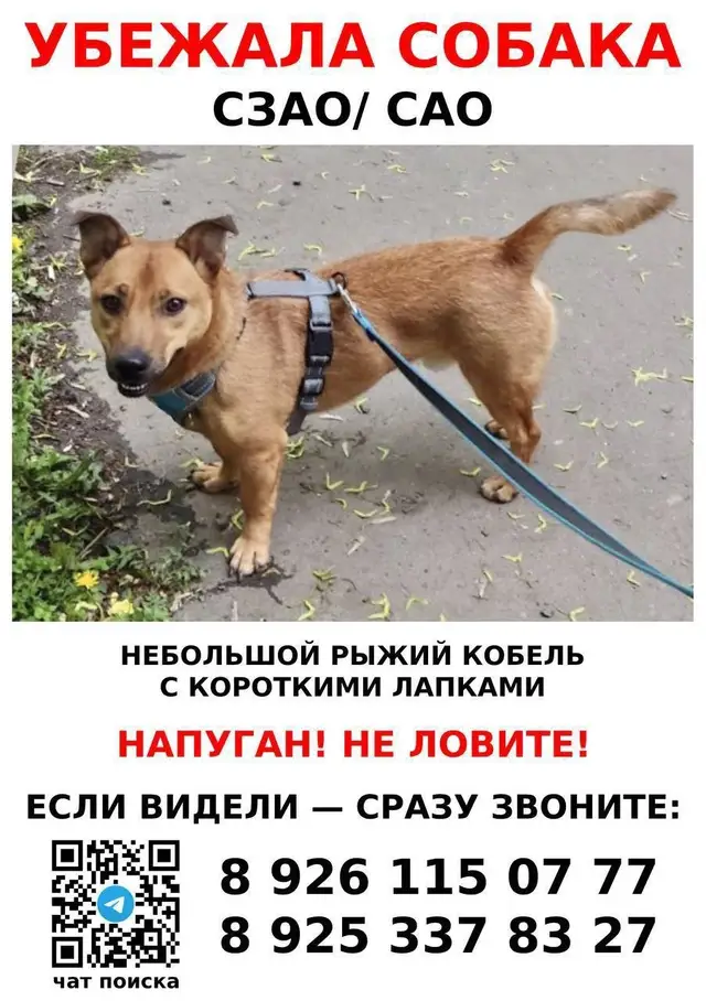 Найдена собака в Горках — ПОИСК ПРОДОЛЖАЕТСЯ! Помогите найти друга!