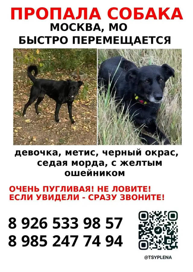 Найдена собака в Горках — Повторно❗️