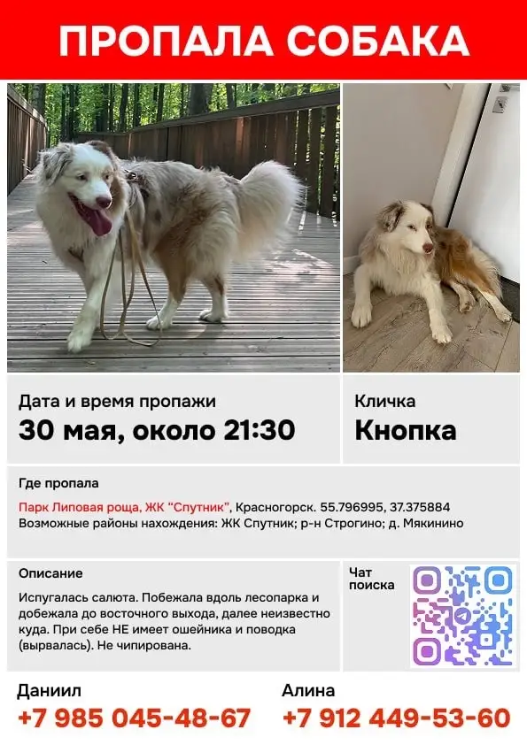 Найдена собака в Горках — фото объявления