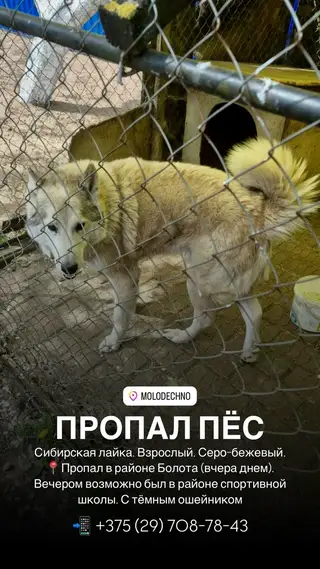Найдена кошка в Молодечно — Котик найден, дома!!!